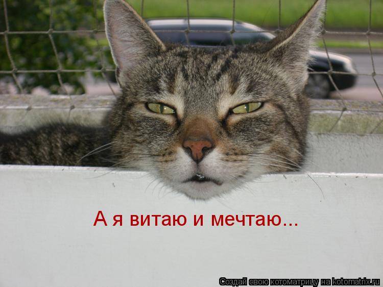 А я витаю и мечтаю...... Котоматрица: А я витаю и мечтаю...