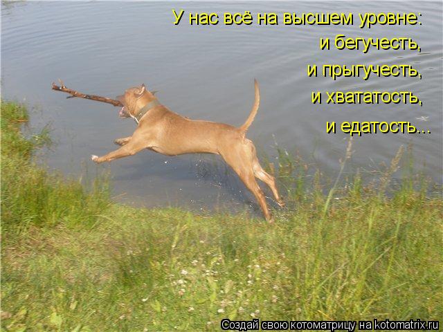 У нас всё на высшем уровне: и бегучесть, и прыгучесть, и хвататость, и едатость...... Котоматрица: У нас всё на высшем уровне: и бегучесть, и прыгучесть, и хвататость, и едатость...