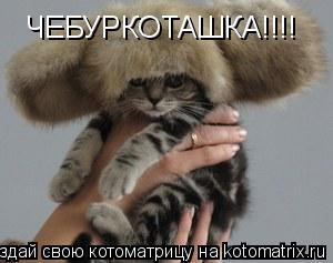ЧЕБУРКОТАШКА!!!!... Котоматрица: ЧЕБУРКОТАШКА!!!!