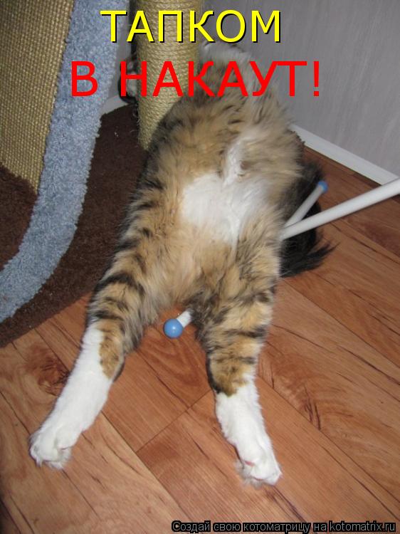 ТАПКОМ В НАКАУТ!... Котоматрица: ТАПКОМ В НАКАУТ!