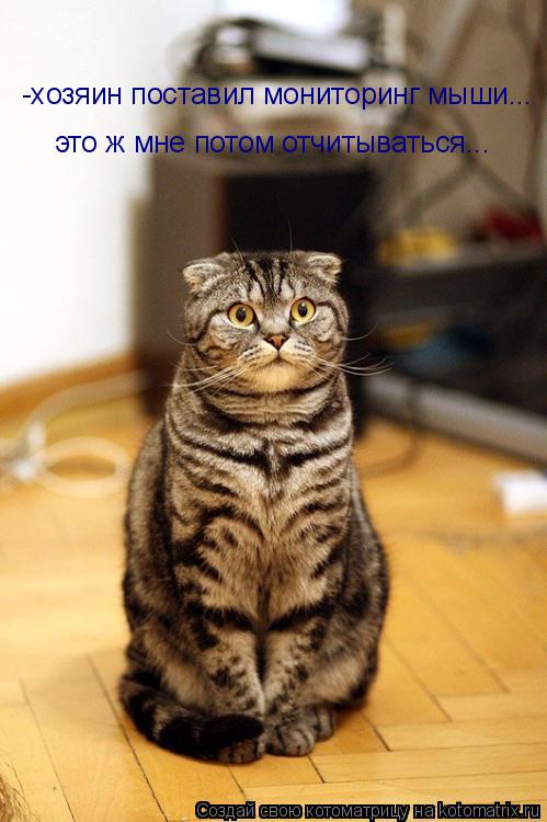 -хозяин поставил мониторинг мыши... это ж мне потом отчитываться...... Котоматрица: -хозяин поставил мониторинг мыши... это ж мне потом отчитываться...