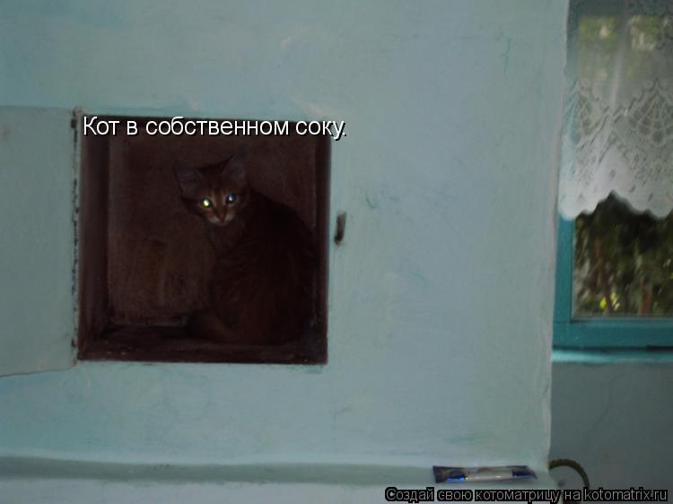 Кот в собственном соку.... Котоматрица: Кот в собственном соку.