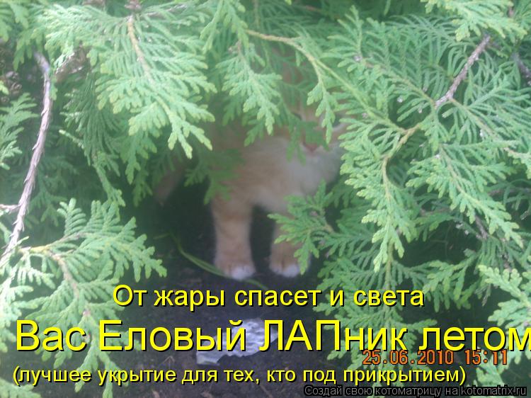 От жары спасет и света Вас Еловый ЛАПник летом (лучшее укрытие для тех, кто под прикрытием)... Котоматрица: От жары спасет и света Вас Еловый ЛАПник летом (лучшее укрытие для тех, кто под прикрытием)