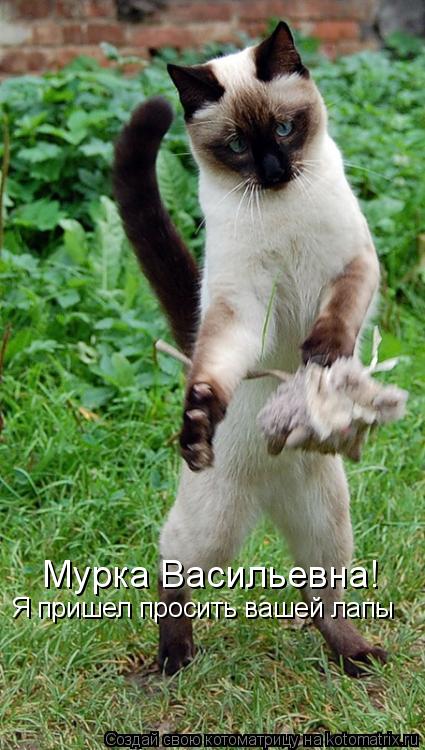 Мурка Васильевна! Я пришел просить вашей лапы... Котоматрица: Мурка Васильевна! Я пришел просить вашей лапы