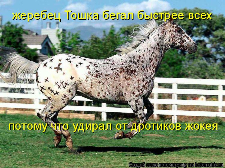 жеребец Тошка бегал быстрее всех потому что удирал от дротиков жокея... Котоматрица: жеребец Тошка бегал быстрее всех потому что удирал от дротиков жокея