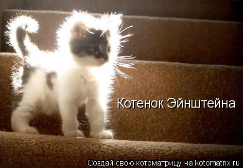 Котенок Эйнштейна... Котоматрица: Котенок Эйнштейна