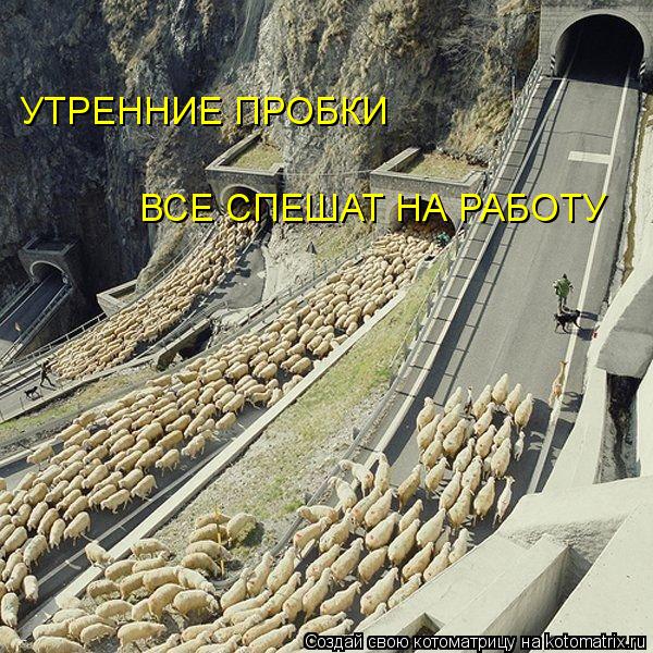 УТРЕННИЕ ПРОБКИ ВСЕ СПЕШАТ НА РАБОТУ... Котоматрица: УТРЕННИЕ ПРОБКИ ВСЕ СПЕШАТ НА РАБОТУ