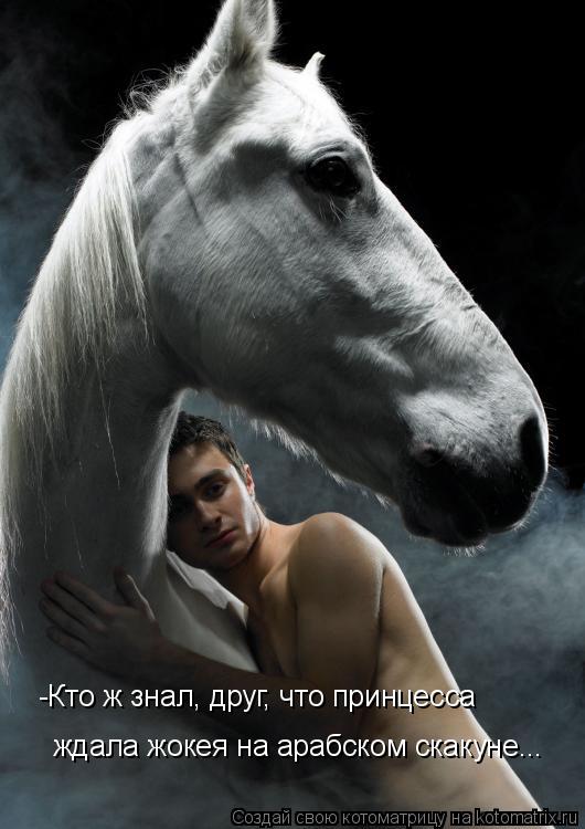 -Кто ж знал, друг, что принцесса ждала жокея на арабском скакуне...... Котоматрица: -Кто ж знал, друг, что принцесса ждала жокея на арабском скакуне...
