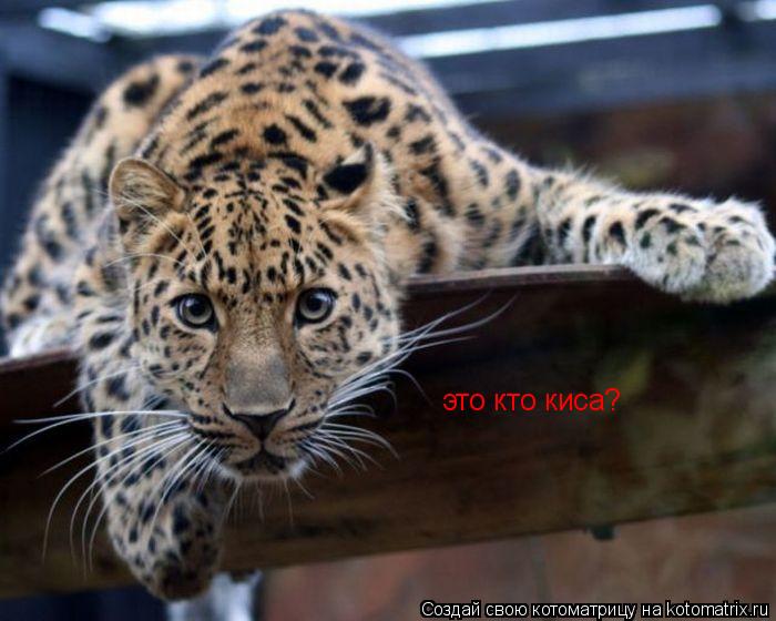 это кто киса?... Котоматрица: это кто киса?