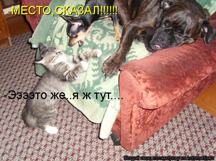 -МЕСТО,СКАЗАЛ!!!!!! -Ээээто же..я ж тут....... Котоматрица: -МЕСТО,СКАЗАЛ!!!!!! -Ээээто же..я ж тут....