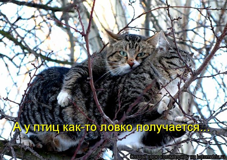 А у птиц как-то ловко получается...... Котоматрица: А у птиц как-то ловко получается...