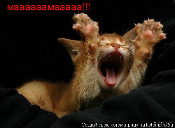 маааааамааааа!!!... Котоматрица: маааааамааааа!!!