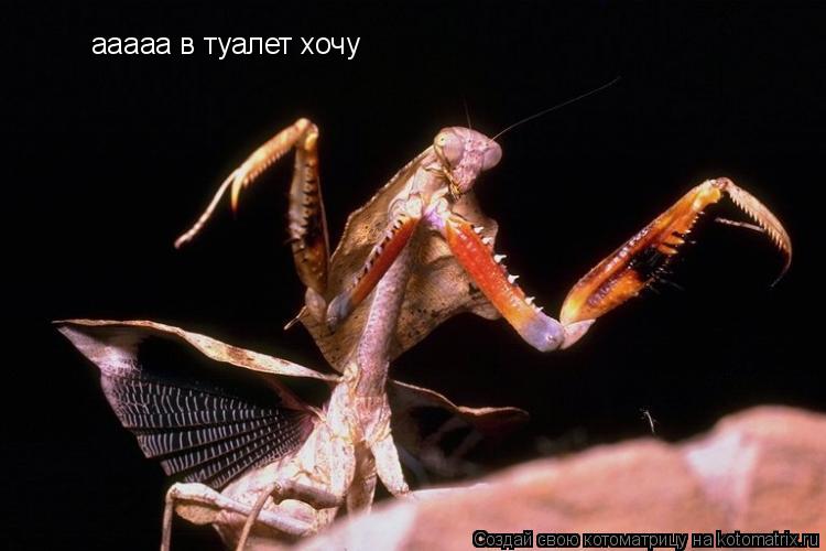 ааааа в туалет хочу... Котоматрица: ааааа в туалет хочу
