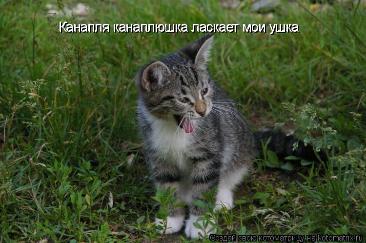 Канапля канаплюшка ласкает мои ушка Канапля канаплюшка ласкает мои ушка... Котоматрица: Канапля канаплюшка ласкает мои ушка Канапля канаплюшка ласкает мои ушка