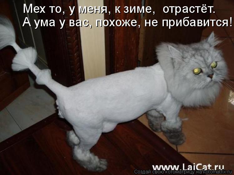 Мех то, у меня, к зиме, отрастёт. А ума у вас, похоже, не прибавится!... Котоматрица: Мех то, у меня, к зиме, отрастёт. А ума у вас, похоже, не прибавится!
