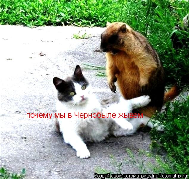 почему мы в Чернобыле жывем... Котоматрица: почему мы в Чернобыле жывем