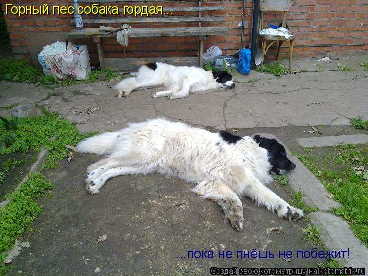 Горный пес собака гордая... ...пока не пнёшь не побежит!... Котоматрица: Горный пес собака гордая... ...пока не пнёшь не побежит!
