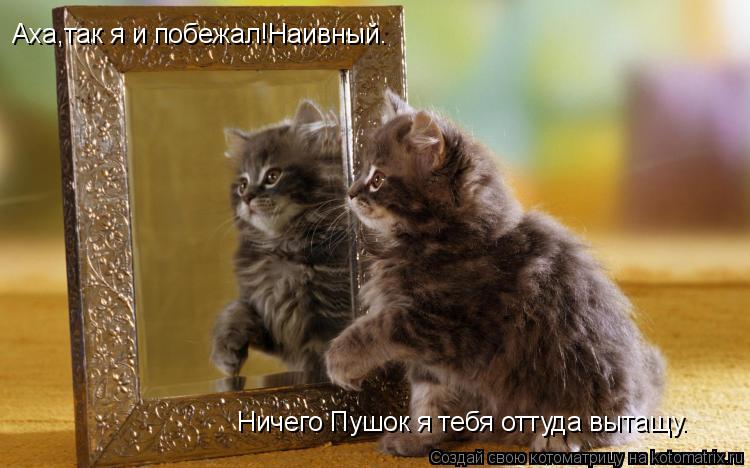 Ничего Пушок я тебя оттуда вытащу. Аха,так я и побежал!Наивный.... Котоматрица: Ничего Пушок я тебя оттуда вытащу. Аха,так я и побежал!Наивный.