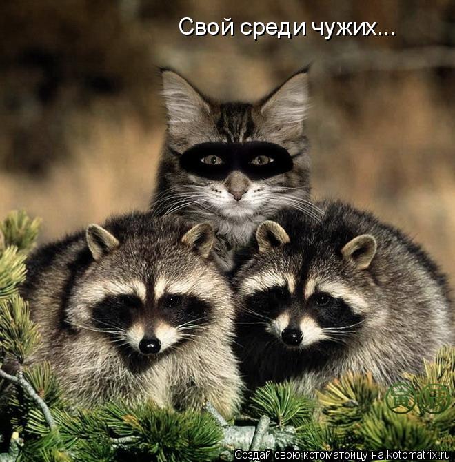Свой среди чужих...... Котоматрица: Свой среди чужих...