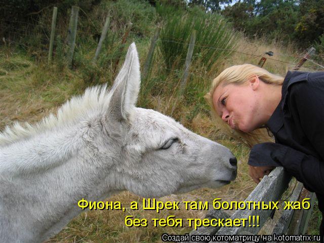 Фиона, а Шрек там болотных жаб без тебя трескает!!!... Котоматрица: Фиона, а Шрек там болотных жаб без тебя трескает!!!