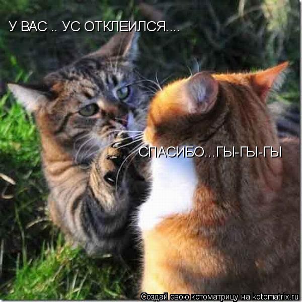 У ВАС .. УС ОТКЛЕИЛСЯ.... СПАСИБО...ГЫ-ГЫ-ГЫ... Котоматрица: У ВАС .. УС ОТКЛЕИЛСЯ.... СПАСИБО...ГЫ-ГЫ-ГЫ