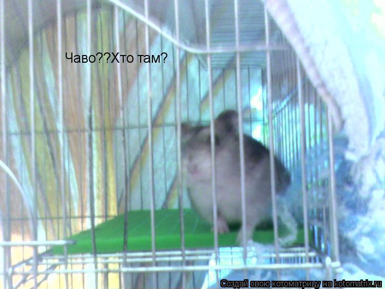 Чаво??Хто там?... Котоматрица: Чаво??Хто там?