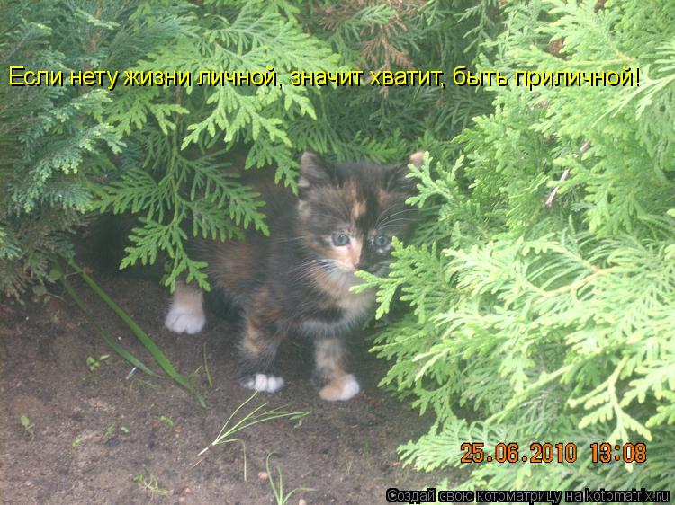 Если нету жизни личной, значит хватит, быть приличной!... Котоматрица: Если нету жизни личной, значит хватит, быть приличной!