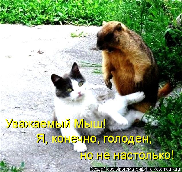 Уважаемый Мыш! Я, конечно, голоден, но не настолько!... Котоматрица: Уважаемый Мыш! Я, конечно, голоден, но не настолько!