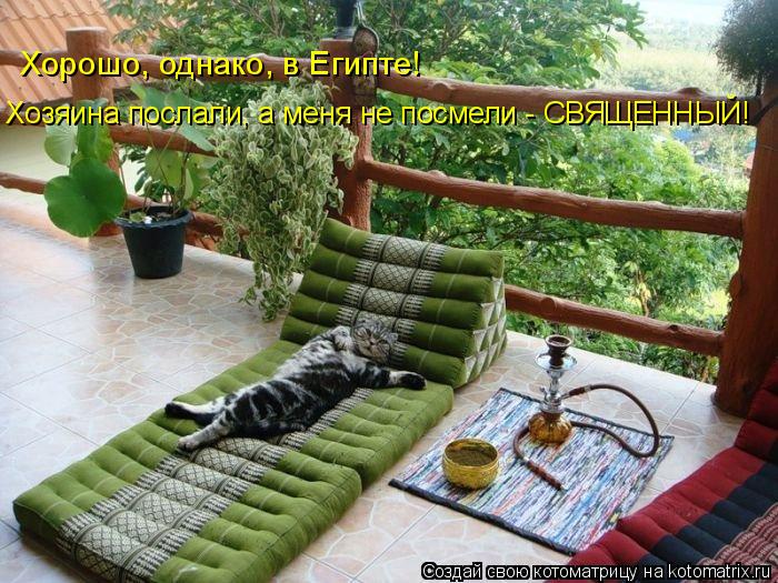 Хорошо, однако, в Египте! Хозяина послали, а меня не посмели - СВЯЩЕННЫЙ!... Котоматрица: Хорошо, однако, в Египте! Хозяина послали, а меня не посмели - СВЯЩЕННЫЙ!