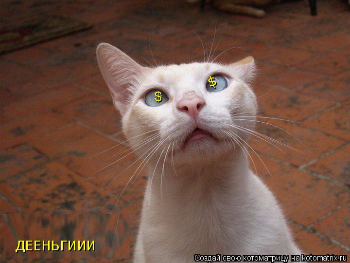$ $ ДЕЕНЬГИИИ... Котоматрица: $ $ ДЕЕНЬГИИИ