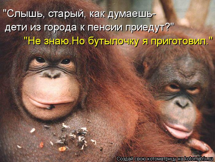 "Слышь, старый, как думаешь- дети из города к пенсии приедут?" "Не знаю.Но бутылочку я приготовил."... Котоматрица: "Слышь, старый, как думаешь- дети из города к пенсии приедут?" "Не знаю.Но бутылочку я приготовил."