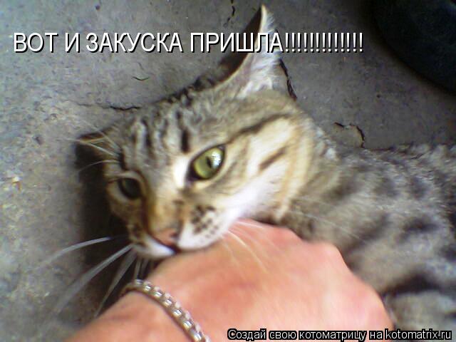 ВОТ И ЗАКУСКА ПРИШЛА!!!!!!!!!!!!!... Котоматрица: ВОТ И ЗАКУСКА ПРИШЛА!!!!!!!!!!!!!