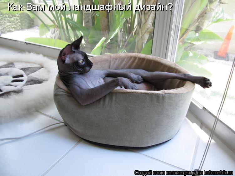Как Вам мой ландшафный дизайн?... Котоматрица: Как Вам мой ландшафный дизайн?