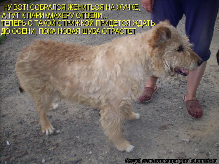НУ ВОТ! СОБРАЛСЯ ЖЕНИТЬСЯ НА ЖУЧКЕ, А ТУТ К ПАРИКМАХЕРУ ОТВЕЛИ... ТЕПЕРЬ С ТАКОЙ СТРИЖКОЙ ПРИДЕТСЯ Ж... Котоматрица: НУ ВОТ! СОБРАЛСЯ ЖЕНИТЬСЯ НА ЖУЧКЕ, А ТУТ К ПАРИКМАХЕРУ ОТВЕЛИ... ТЕПЕРЬ С ТАКОЙ СТРИЖКОЙ ПРИДЕТСЯ ЖДАТЬ ДО ОСЕНИ, ПОКА НОВАЯ ШУБА ОТРАСТЕТ
