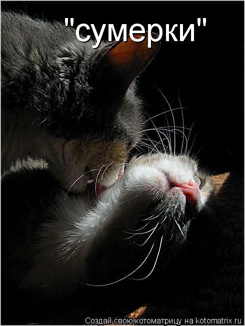"сумерки"... Котоматрица: "сумерки"