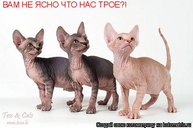 ВАМ НЕ ЯСНО ЧТО НАС ТРОЕ?!... Котоматрица: ВАМ НЕ ЯСНО ЧТО НАС ТРОЕ?!