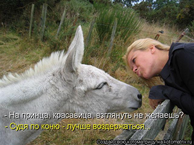 - На принца, красавица, взглянуть не желаешь? - Судя по коню - лучше воздержаться...... Котоматрица: - На принца, красавица, взглянуть не желаешь? - Судя по коню - лучше воздержаться...