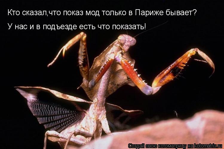 Кто сказал,что показ мод только в Париже бывает? У нас и в подъезде есть что показать!... Котоматрица: Кто сказал,что показ мод только в Париже бывает? У нас и в подъезде есть что показать!