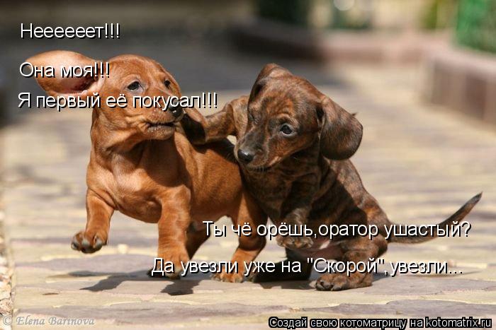 Неееееет!!! Она моя!!! Я первый её покусал!!! Ты чё орёшь,оратор ушастый? Да увезли уже на "Скорой",у... Котоматрица: Неееееет!!! Она моя!!! Я первый её покусал!!! Ты чё орёшь,оратор ушастый? Да увезли уже на "Скорой",увезли...