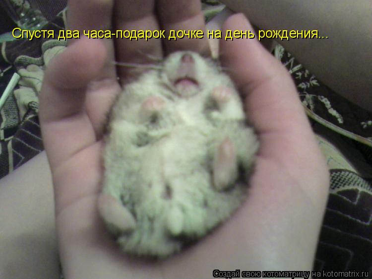Спустя два часа-подарок дочке на день рождения...... Котоматрица: Спустя два часа-подарок дочке на день рождения...