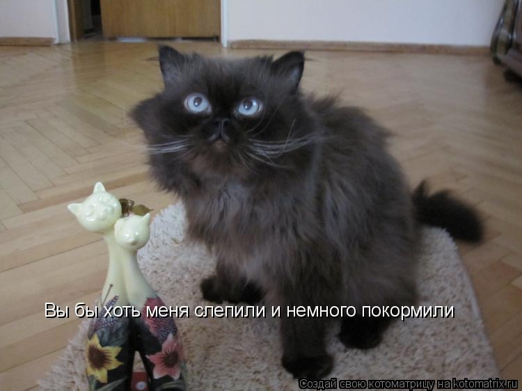 Вы бы хоть меня слепили и немного покормили... Котоматрица: Вы бы хоть меня слепили и немного покормили