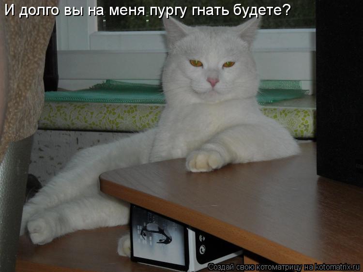И долго вы на меня пургу гнать будете?... Котоматрица: И долго вы на меня пургу гнать будете?