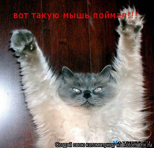 вот такую мышь поймал!!!... Котоматрица: вот такую мышь поймал!!!