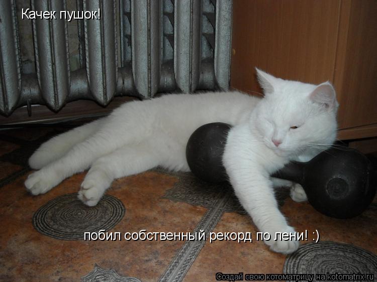Качек пушок! побил собственный рекорд по лени! :)... Котоматрица: Качек пушок! побил собственный рекорд по лени! :)