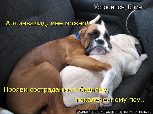 Устроился, блин... А я инвалид, мне можно! Прояви сострадание к бедному, покалеченному псу...... Котоматрица: Устроился, блин... А я инвалид, мне можно! Прояви сострадание к бедному, покалеченному псу...