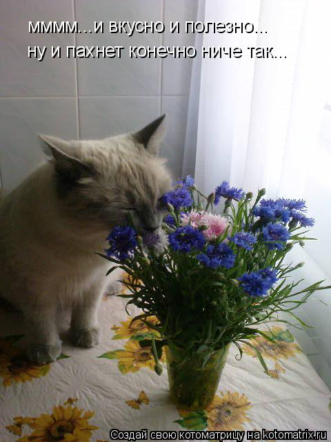 мммм...и вкусно и полезно... ну и пахнет конечно ниче так...... Котоматрица: мммм...и вкусно и полезно... ну и пахнет конечно ниче так...