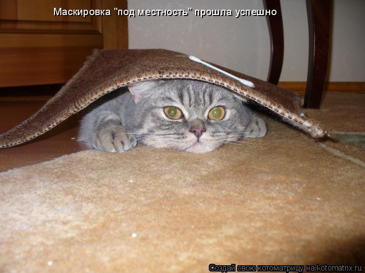 Маскировка "под местность" прошла успешно... Котоматрица: Маскировка "под местность" прошла успешно