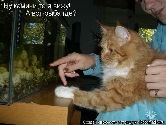 Ну камини то я вижу! А вот рыба где?... Котоматрица: Ну камини то я вижу! А вот рыба где?