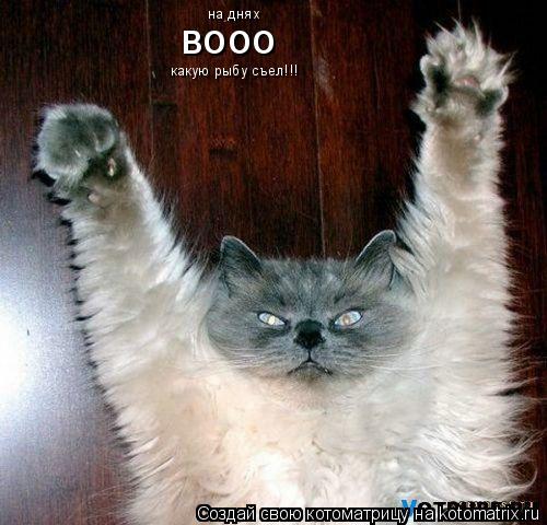на днях вооо какую рыбу съел!!!... Котоматрица: на днях вооо какую рыбу съел!!!