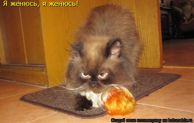 Я женюсь, я женюсь!... Котоматрица: Я женюсь, я женюсь!